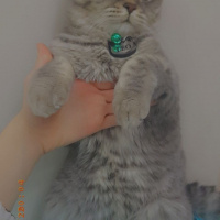 British Shorthair, Kedi  LEO fotoğrafı