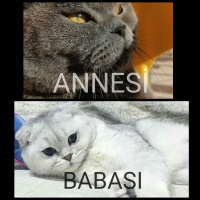 British Shorthair, Kedi  LEO fotoğrafı