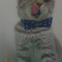 British Shorthair, Kedi  LEO fotoğrafı