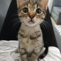 Tekir Kedi, Kedi  Mia fotoğrafı