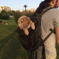 Golden Retriever, Köpek  Simba fotoğrafı