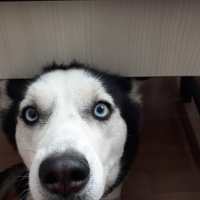 Sibirya Kurdu (Husky), Köpek  Sila fotoğrafı