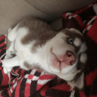 Sibirya Kurdu (Husky), Köpek  Sila fotoğrafı