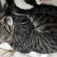 Tekir Kedi, Kedi  Zeyzey fotoğrafı