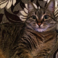 Tekir Kedi, Kedi  Alice fotoğrafı