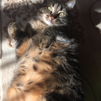 Tekir Kedi, Kedi  Alice fotoğrafı