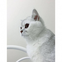British Shorthair, Kedi  Horpiş fotoğrafı