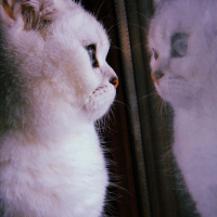 British Shorthair, Kedi  Horpiş fotoğrafı