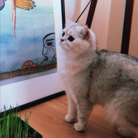 British Shorthair, Kedi  Horpiş fotoğrafı