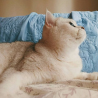 British Shorthair, Kedi  Horpiş fotoğrafı