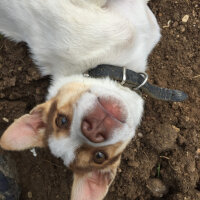 Jack Russell Terrier, Köpek  Şimşek fotoğrafı