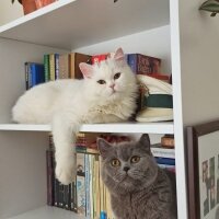 British Shorthair, Kedi  Kekik fotoğrafı