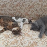 British Shorthair, Kedi  Kekik fotoğrafı