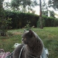 British Shorthair, Kedi  Kekik fotoğrafı