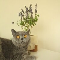 British Shorthair, Kedi  Kekik fotoğrafı