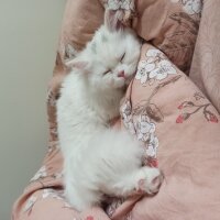 British Shorthair, Kedi  Yabik fotoğrafı