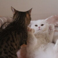 British Shorthair, Kedi  Yabik fotoğrafı