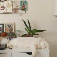 British Shorthair, Kedi  Yabik fotoğrafı