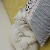 British Shorthair, Kedi  Yabik fotoğrafı