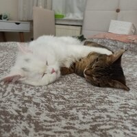 British Shorthair, Kedi  Yabik fotoğrafı