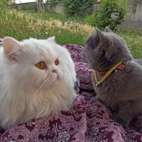 British Shorthair, Kedi  Yabik fotoğrafı