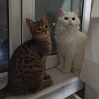 British Shorthair, Kedi  Yabik fotoğrafı