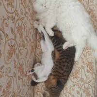 British Shorthair, Kedi  Yabik fotoğrafı