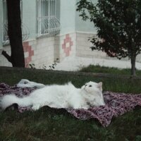 British Shorthair, Kedi  Yabik fotoğrafı