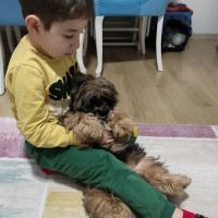 Shih Tzu, Köpek  PATİ fotoğrafı