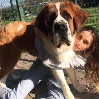 St. Bernard (Saint Bernard), Köpek  Hımbıl fotoğrafı