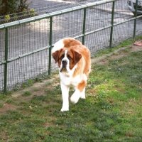 St. Bernard (Saint Bernard), Köpek  Hımbıl fotoğrafı