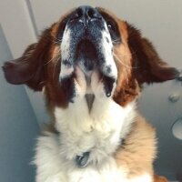 St. Bernard (Saint Bernard), Köpek  Hımbıl fotoğrafı