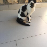 Sarman, Kedi  Ares fotoğrafı