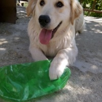 Golden Retriever, Köpek  lucky fotoğrafı