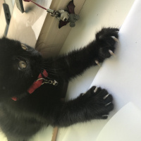 Bombay, Kedi  luci behzat fotoğrafı