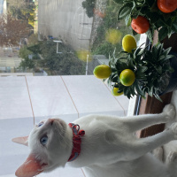 Van Kedisi, Kedi  Bulut fotoğrafı