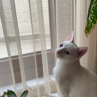 Van Kedisi, Kedi  Bulut fotoğrafı