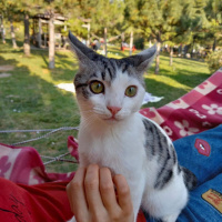 Tekir Kedi, Kedi  Dr. watson fotoğrafı