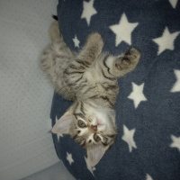 Tekir Kedi, Kedi  angel fotoğrafı