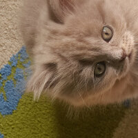 British Shorthair, Kedi  Pakize fotoğrafı