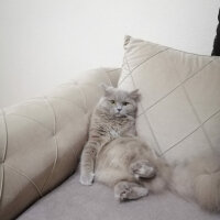 British Shorthair, Kedi  Pakize fotoğrafı