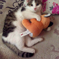 Tekir Kedi, Kedi  Cengiz fotoğrafı