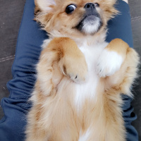 Pekingese, Köpek  Sezar fotoğrafı