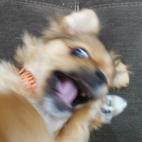 Pekingese, Köpek  Sezar fotoğrafı