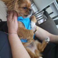 Pekingese, Köpek  Sezar fotoğrafı