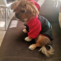 Pekingese, Köpek  Sezar fotoğrafı