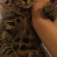 Tekir Kedi, Kedi  Bala fotoğrafı