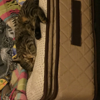 Tekir Kedi, Kedi  Bala fotoğrafı