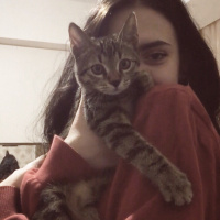Tekir Kedi, Kedi  Bala fotoğrafı