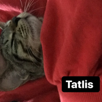 Tekir Kedi, Kedi  Bala fotoğrafı